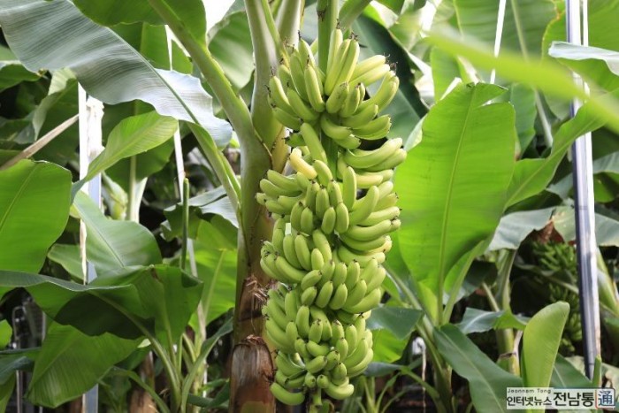 대표적 열대작물 바나나…진도군에서 수확 한창 (2).JPG
