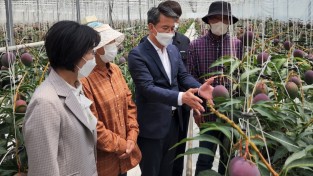 전남농협, 아열대 과일 애플망고 생육상황 점검