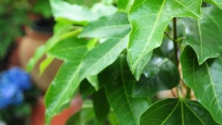 황칠나무 향균성분 57배 증가 발효공정 확립